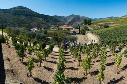 Tour completo pelo Vale do Douro - Visita a 3 vinícolas e almoçoPorto: Douro Valley Wine Tour com almoço