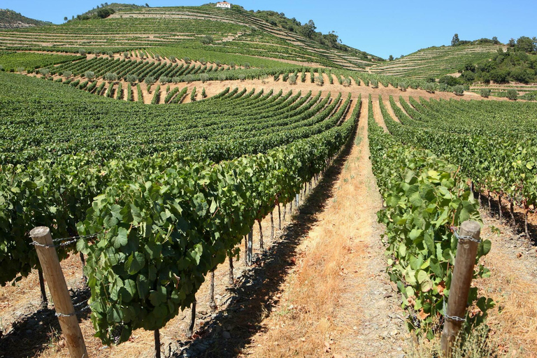 Porto: visite des vignobles de la vallée du Douro avec déjeuner