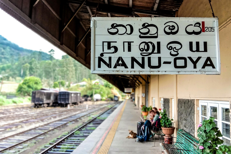 Kandy: Nanu Oya Scenic First Class Railway Experience