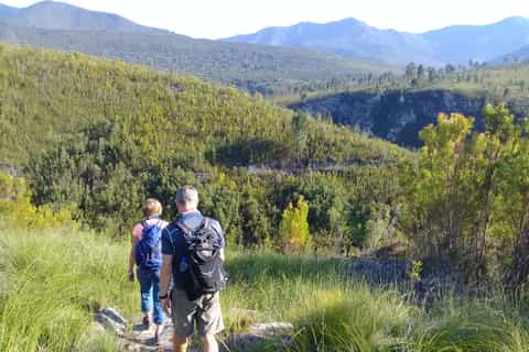 Knysna: Diepwalle Forests Guided Hike