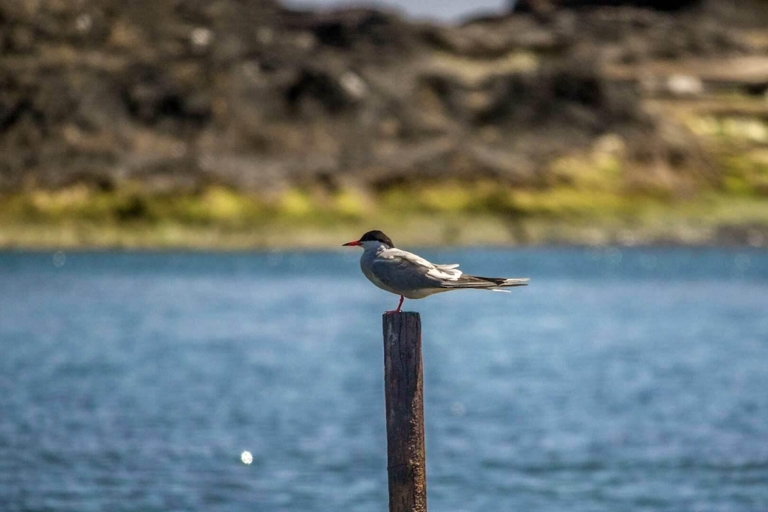 Açores: expédition d'observation des oiseaux marins