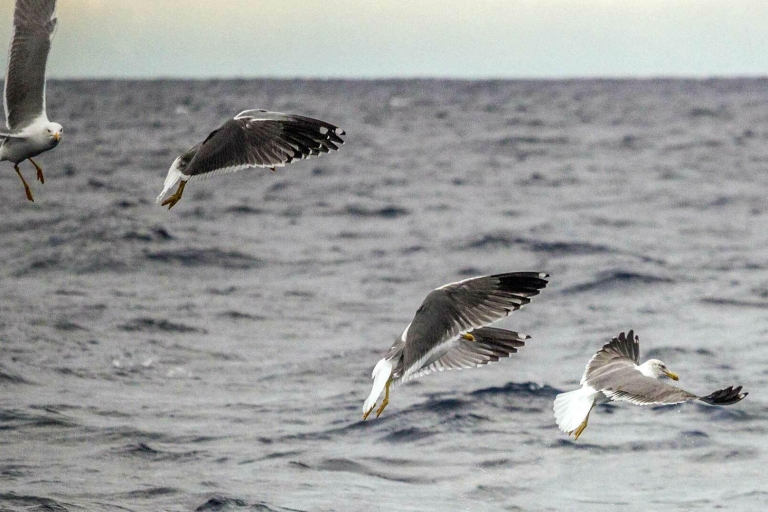Azores: expedición de observación de aves marinas