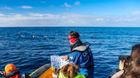 Expedição de Observação de Aves Marinhas dos Açores - Hizvo