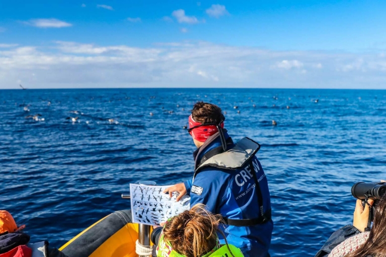 Azoren: Marine Birdwatching Expedition