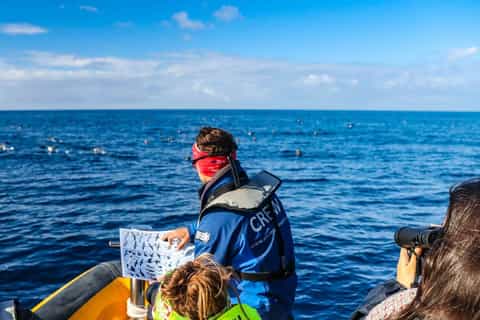 Azores: Marine Birdwatching Expedition