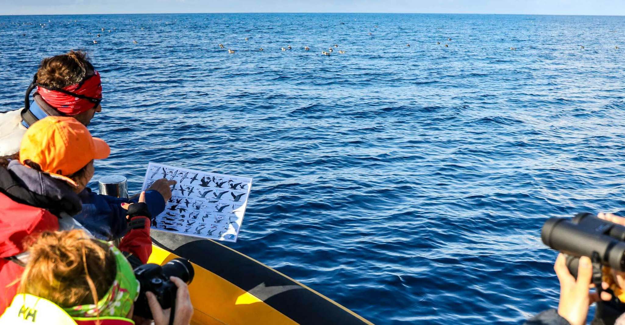Expedição de Observação de Aves Marinhas dos Açores - Hizvo
