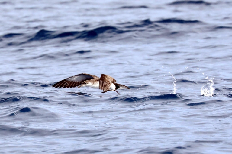 Açores: expédition d'observation des oiseaux marins