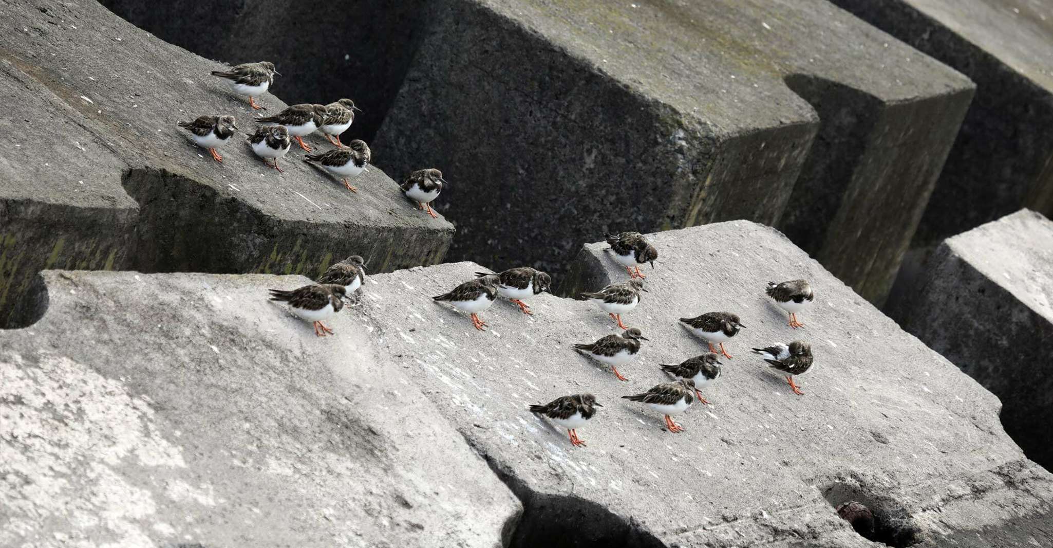 Expedição de Observação de Aves Marinhas dos Açores - Hizvo