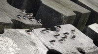 Expedição de Observação de Aves Marinhas dos Açores - Hizvo