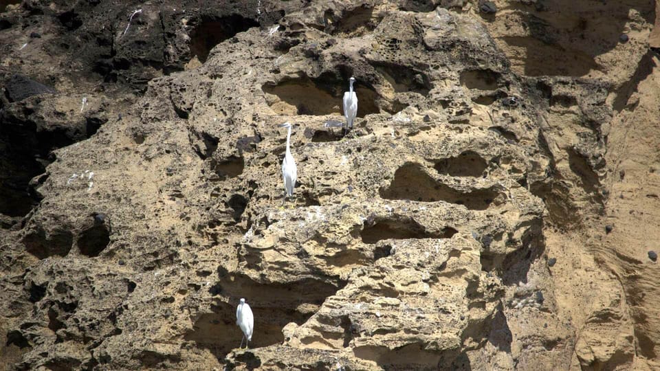 Expedición De Observación De Aves Marinas En Las Azores | GetYourGuide