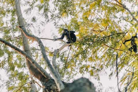 Tamarindo: Boat Safari at Las Baulas National Park
