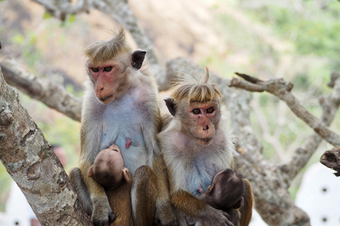 Yala Safari Tour from Galle/Weligama/Mirissa/Matara/Tangalle