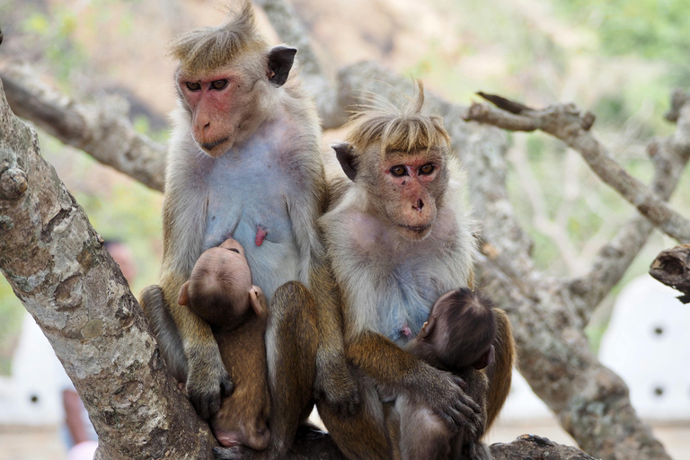 Yala Safari Tour from Galle/Weligama/Mirissa/Matara/Tangalle