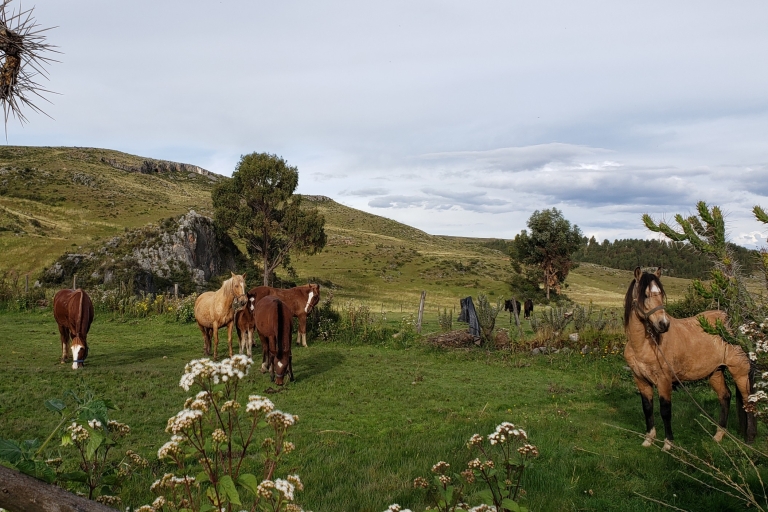 Van Cusco: Huchuy Qosqo 2-daagse paardrijtocht