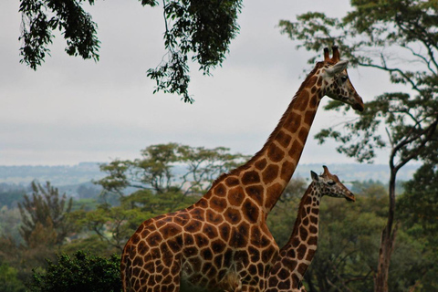 Nairobi:PRIVATE Tour zum Nationalpark, Elefant und Giraffe