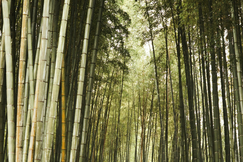 Kyoto/Osaka: Kyoto&Nara Private Customized Guided Tour