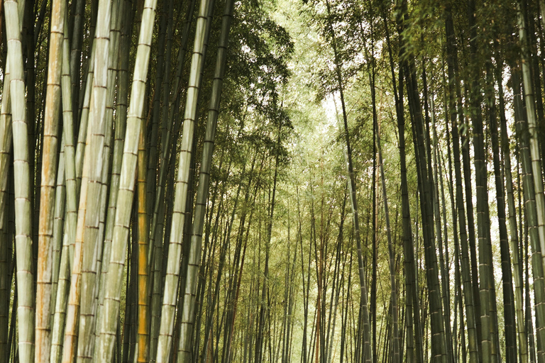 Kyoto/Osaka: Kyoto&Nara Private Customized Guided Tour