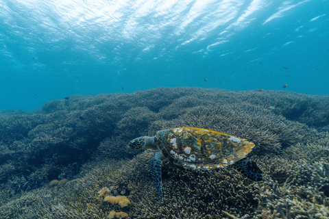 From Bali: Private Half-Day Snorkeling Tour to Nusa Penida Half Day Private Boat Trip with Hotel Transfers