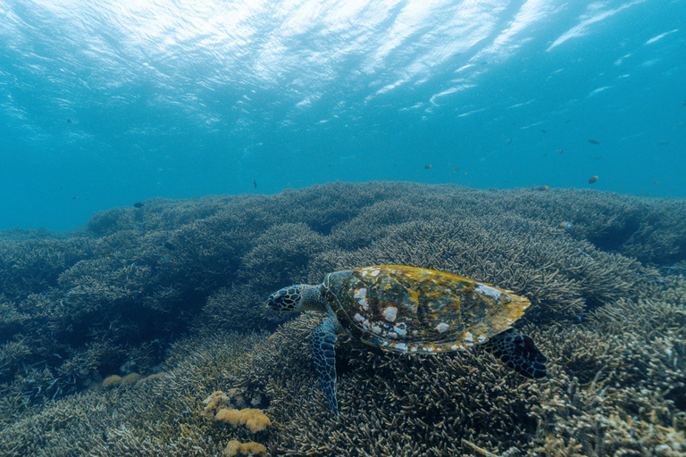 From Bali: Private Half-Day Snorkeling Tour to Nusa Penida Half Day Private Boat Trip with Hotel Transfers