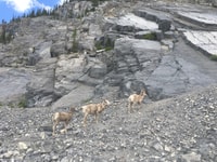 Canmore, Ha Ling Peak & Summit - Hizvo