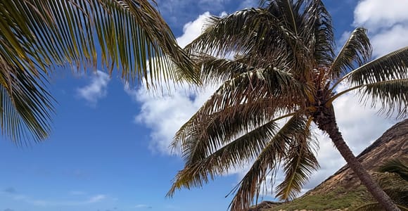 Oahu: Circle Island Tour with North Shore, Dole & Byodo-In