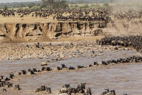 Serengeti: 6 Day Annual Wildebeest Migration Tour & Hotel 6 Days Annual Wildebeest Migration