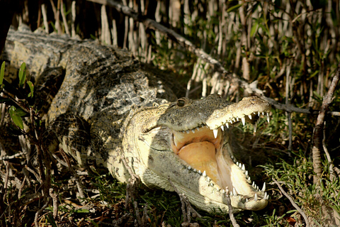 From Riviera Maya: Sian Ka'an Half Day Tour w/ Lunch From Riviera Maya: Sian Ka'an Discovery Tour with Lunch