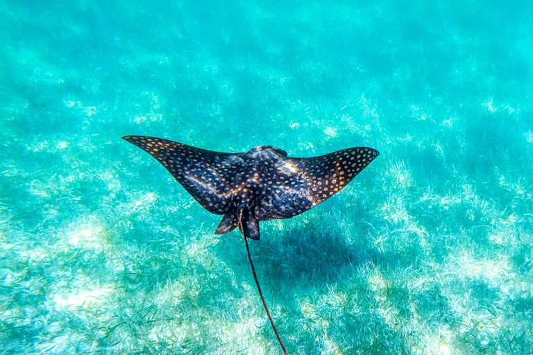 From Riviera Maya: Sian Ka'an Half Day Tour w/ Lunch From Riviera Maya: Sian Ka'an Discovery Tour with Lunch