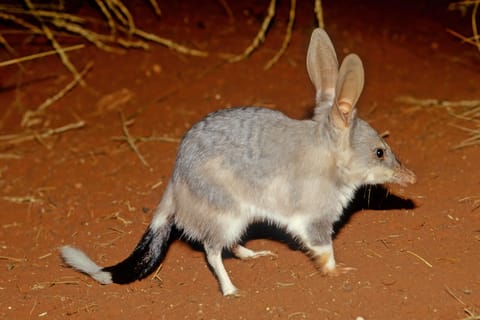 From Perth: Perth Wildlife Tour Under the Stars with Dinner - Image 2