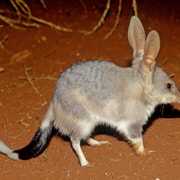 From Perth: Perth Wildlife Tour Under the Stars with Dinner