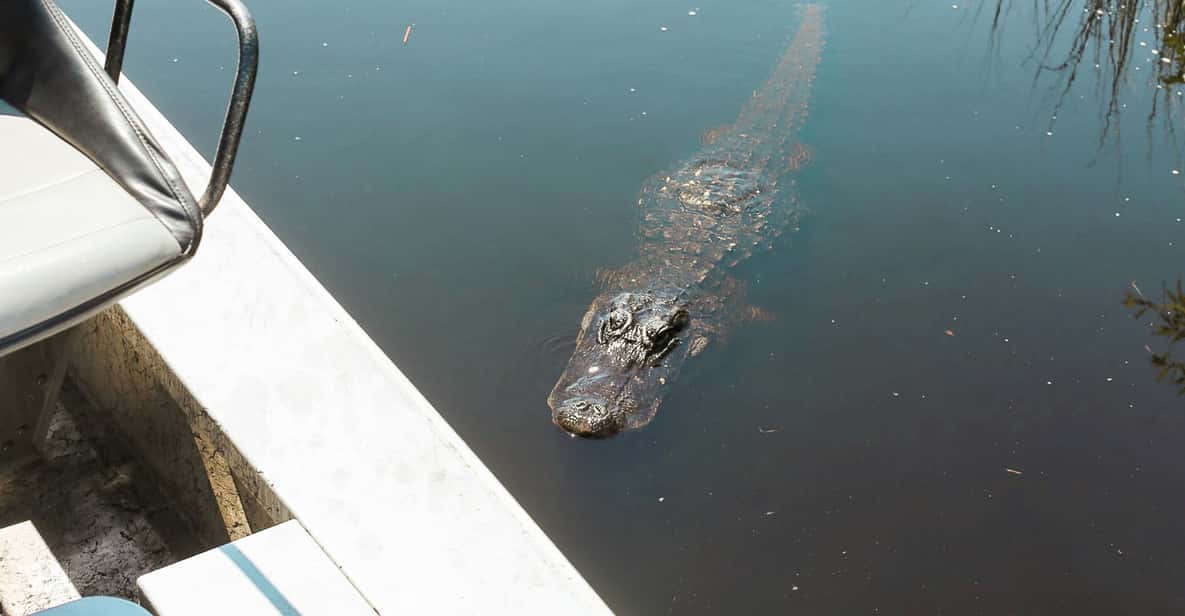 Everglades National Park: Airboat Tour and Wildlife Show