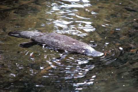 From Cairns: Private Rainforest and Nocturnal Wildlife Tour