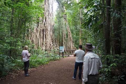 From Cairns: Private Rainforest and Nocturnal Wildlife Tour