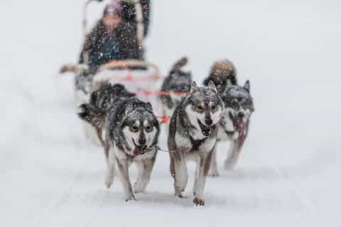 Ruka: 10 km Husky-Schlittenfahrt mit Snacks und Lagerfeuer
