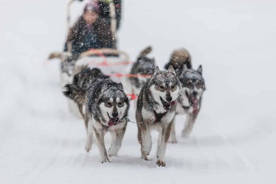 Ruka: 10 km Husky-Schlittenfahrt mit Snacks und Lagerfeuer. Foto: GetYourGuide Ruka: 10 km Husky-Schlittenfahrt mit Snacks und Lagerfeuer. Foto: GetYourGuide
