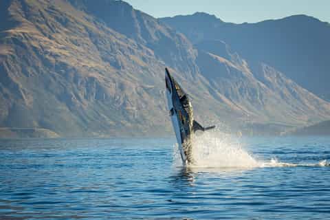 Queenstown: 15-Minute Ride in a Semi-Submersible