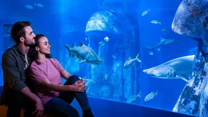 londres billet dentrée pour laquarium sea life