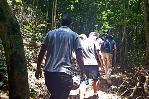 São Paulo: Naturparken Cantareira - vandring i regnskogenVandring i Cantareira