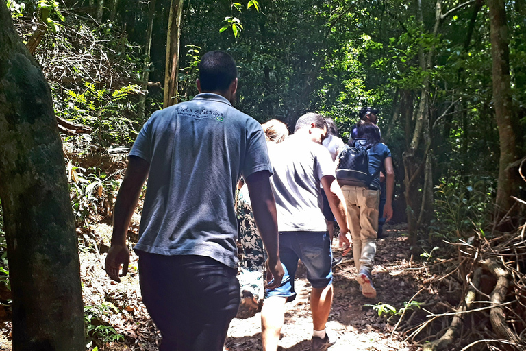 São Paulo: tour de natación y senderismo en el parque natural de CantareiraOpción con recogida en el hotel