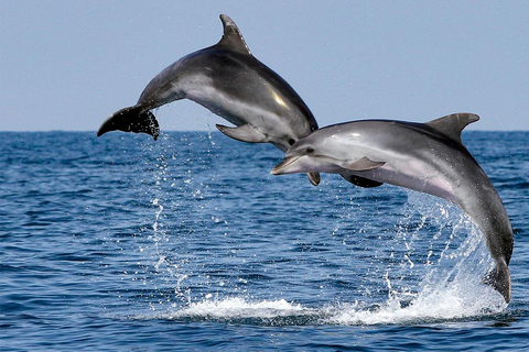 Muscat: Dolphin Watching and Snorkeling Tour Muscat: Dolphin Watching and Snorkeling Tour