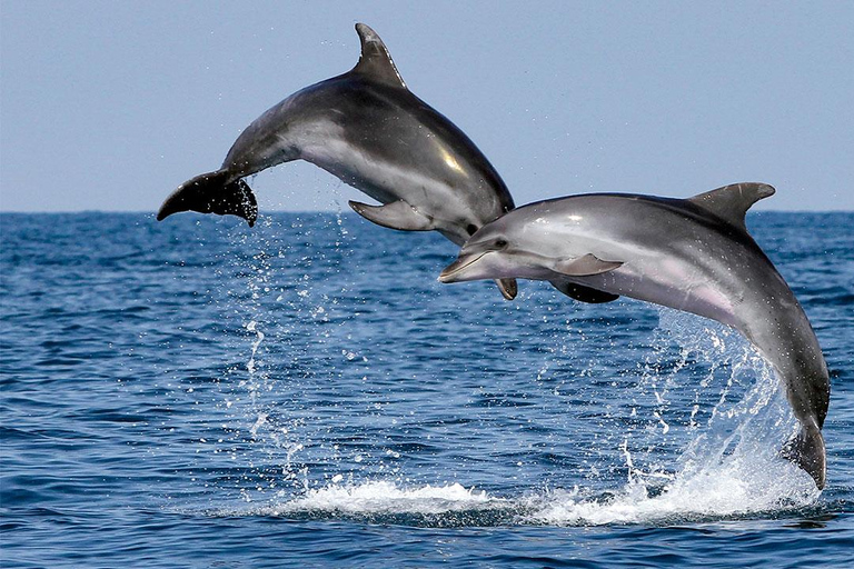 Muscat: Dolphin Watching and Snorkeling Tour Muscat: Dolphin Watching and Snorkeling Tour