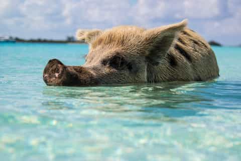 Koh Samui: Coral and Pig Island Private Long Tail Boat Tour