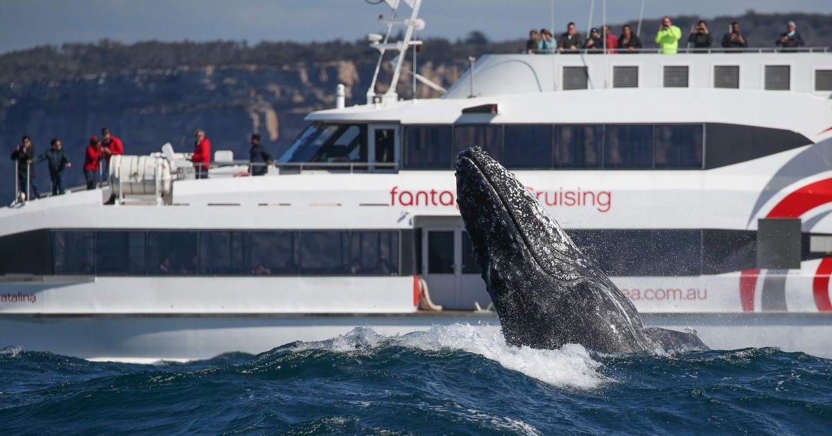 Sydney Whale Watching Cruise by Catamaran GetYourGuide