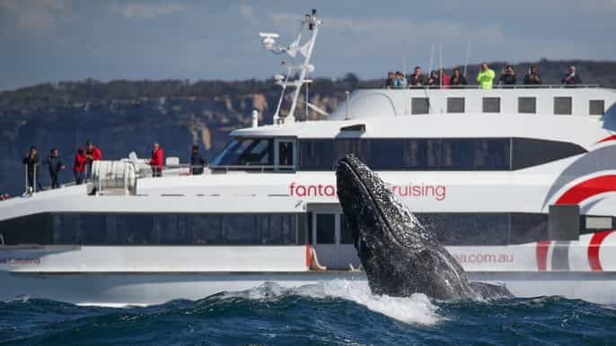 sydney whale watching cruise by catamaran