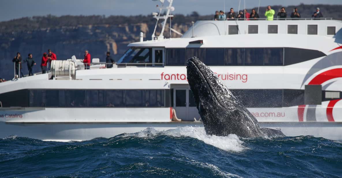 Sydney: Whale Watching Cruise by Catamaran