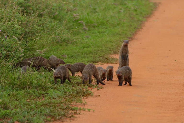 Safari i reservaten Tsavo East och Tsavo West