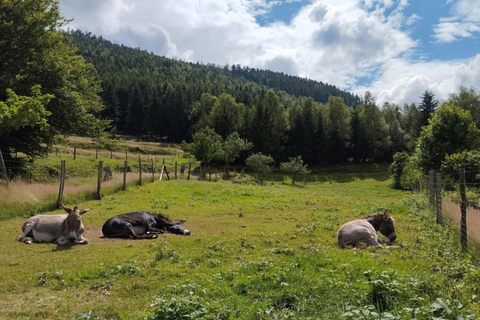 Luvigny: Donkey discovery walk Luvigny: Discovery walk with donkeys