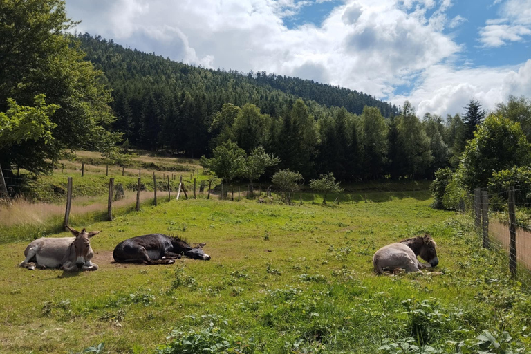 Luvigny: Donkey discovery walk Luvigny: Discovery walk with donkeys