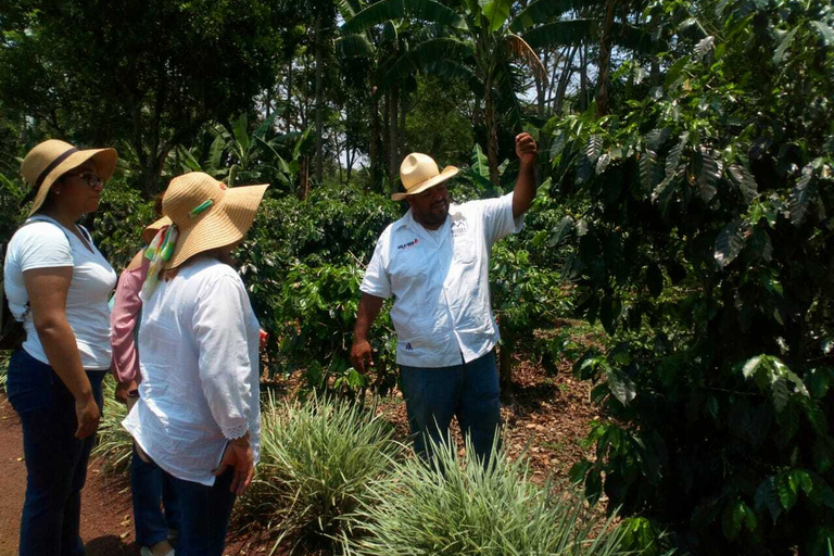 Desde Veracruz: Excursión de un día a la Ruta del Café