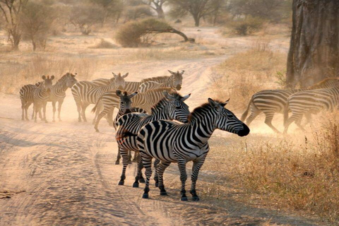 مغامرة أروشا: رحلة ليوم واحد إلى الحديقة الوطنية وسوق الماساي